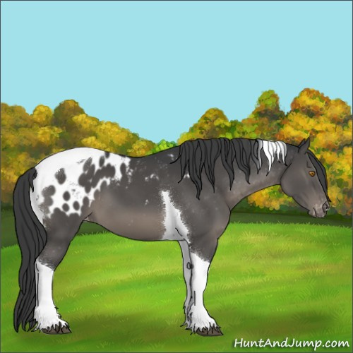 Horse Color:Black Tobiano Appaloosa
