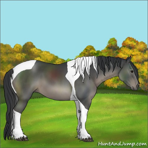Horse Color:Black Tobiano 