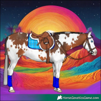 Horse Color:White Spotted Bay Splash