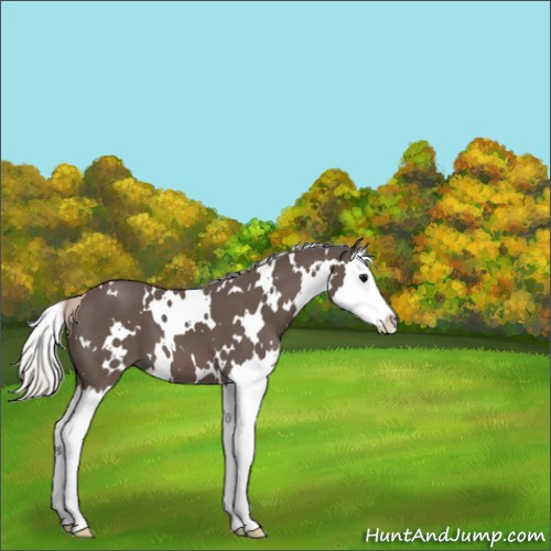 Horse Color:White Spotted Silver Black Splash 