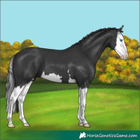 Horse Color:Black Splash