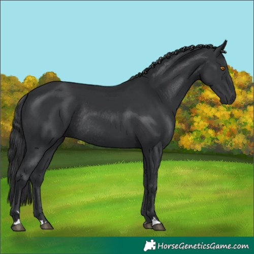 Horse Color:Black Rabicano