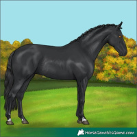 Horse Color:Black Rabicano 