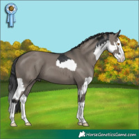 Horse Color:Black Splash Rabicano and Grullo Splash