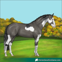 Horse Color:Black Splash Rabicano  and Grullo Splash 