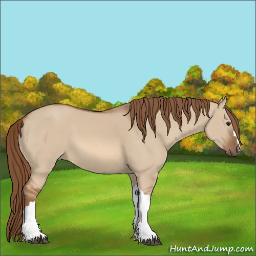 Horse Color:Red Dun