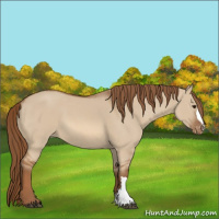 Horse Color:Red Dun Appaloosa 