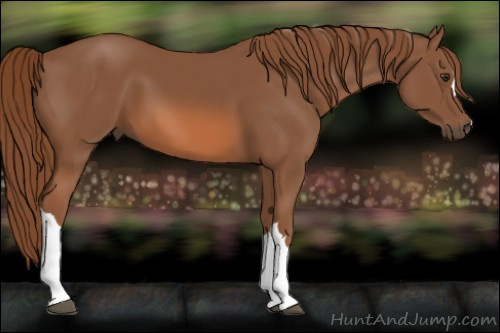 Horse Color:Chestnut 