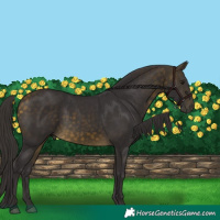 Horse Color:Buckskin 