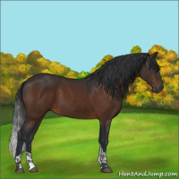 Horse Color:Brown Tobiano 