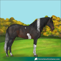 Horse Color:Brown Tobiano