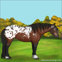 Horse Color:Gray Bay Tobiano Appaloosa 