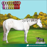 Horse Color:Bay Roan Dun Splash Tobiano Varnish Rabicano 