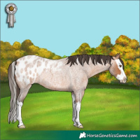 Horse Color:Bay Roan Splash Appaloosa Rabicano 