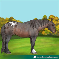 Horse Color:Brown Appaloosa Rabicano 