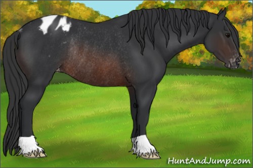Horse Color:Brown Appaloosa Rabicano 