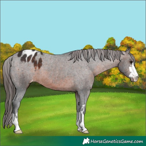 Horse Color:Brown Appaloosa 