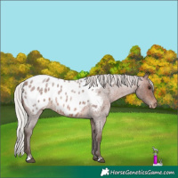 Horse Color:Silver Brown Roan Appaloosa Rabicano 