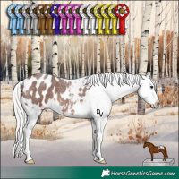 Horse Color:Silver Brown Roan Appaloosa Rabicano