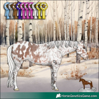 Horse Color:Silver Brown Roan Appaloosa Rabicano 