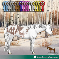 Horse Color:Silver Brown Roan Appaloosa Rabicano 