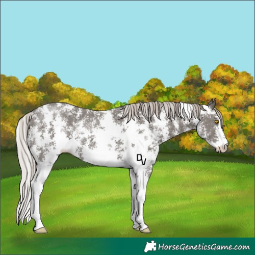 Horse Color:Silver Black Sabino Rabicano 