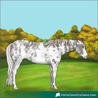 Horse Color:Silver Black Sabino Rabicano 