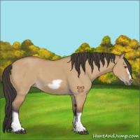 Horse Color:Bay Dun Splash Frame 