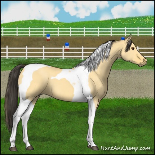 Horse Color:Buckskin Dun Tobiano 