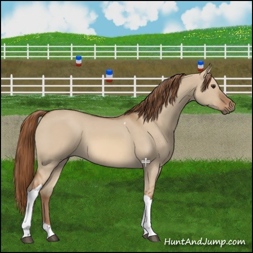 Horse Color:Red Dun Tobiano 