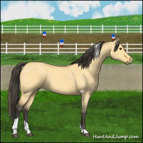 Horse Color:Buckskin Dun Tobiano 
