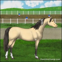 Horse Color:Buckskin Dun Tobiano