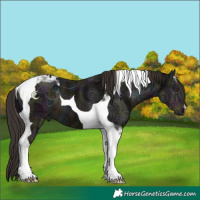 Horse Color:Midnight Liver Chestnut Ice Tobiano 