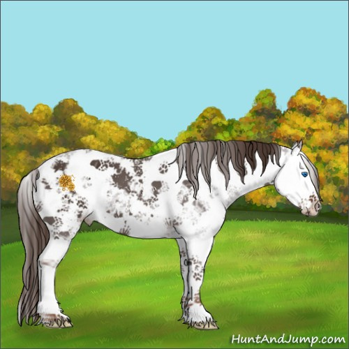 Horse Color:Liver Chestnut Ice Sabino Splash 