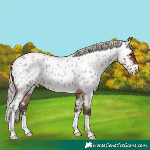 Horse Color:Silver Brown Roan Appaloosa 