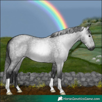 Horse Color:Gray Blue Roan 