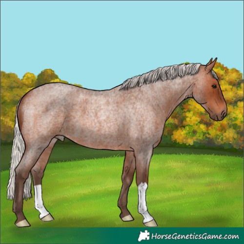 Horse Color:Silver Brown Roan 