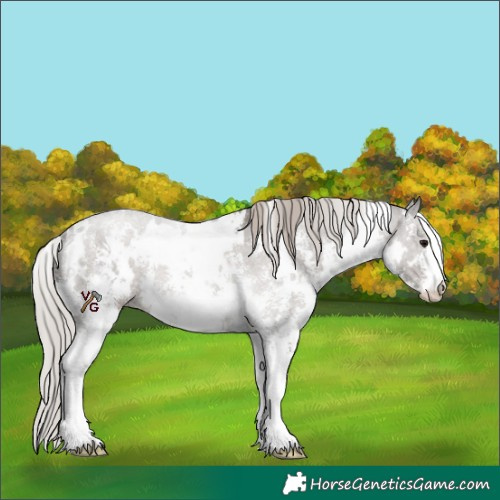 Horse Color:White Spotted Silver Black Sabino 