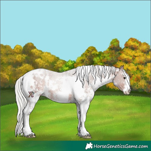 Horse Color:White Spotted Silver Brown Sabino