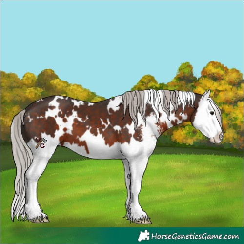 Horse Color:White Spotted Silver Brown Sabino Splash 