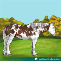 Horse Color:White Spotted Silver Brown Sabino Splash 