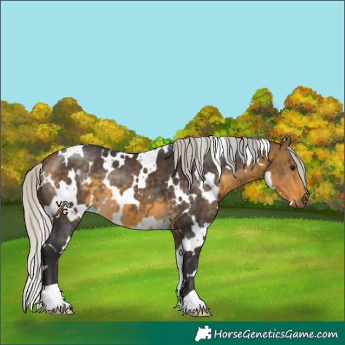 Horse Color:White Spotted Silver Buckskin