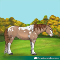 Horse Color:White Spotted Red Dun Splash Tobiano 