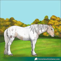 Horse Color:White Spotted Silver Buckskin Tobiano 