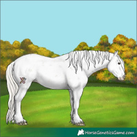 Horse Color:Silver Buckskin Sabino 