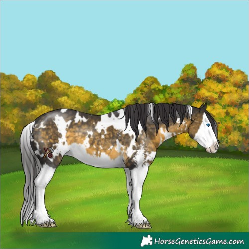 Horse Color:White Spotted Buckskin Sabino Splash