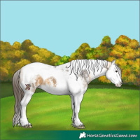 Horse Color:White Spotted Buckskin Splash Tobiano