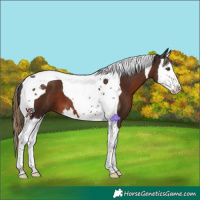 Horse Color:Liver Chestnut Splash Tobiano 