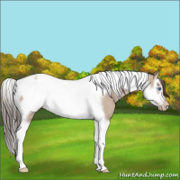 Horse Color:Classic Champagne Dun Splash Tobiano Frame Rabicano