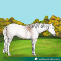 Horse Color:Gray Silver Classic Champagne Tobiano 